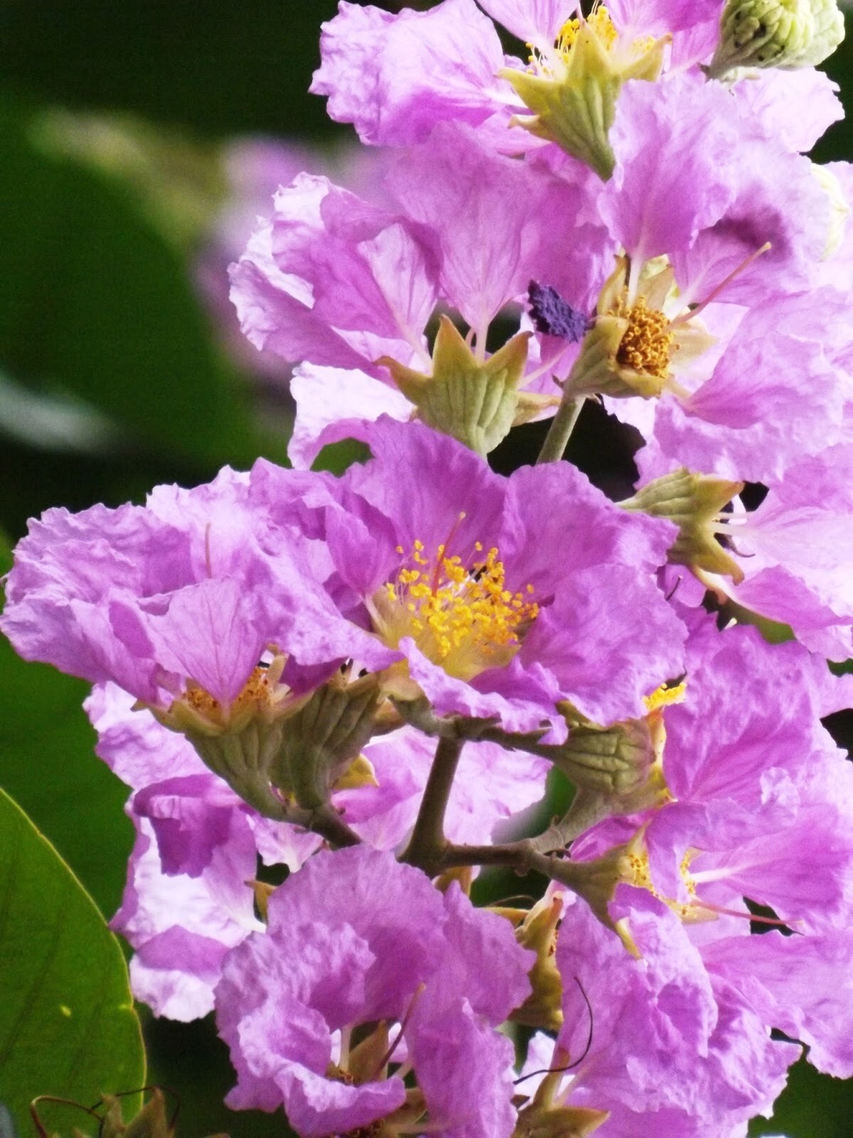 Lagerstroemia speciosa flos reginae Tree 20 Seeds Queens Crape Myrtle Herb
