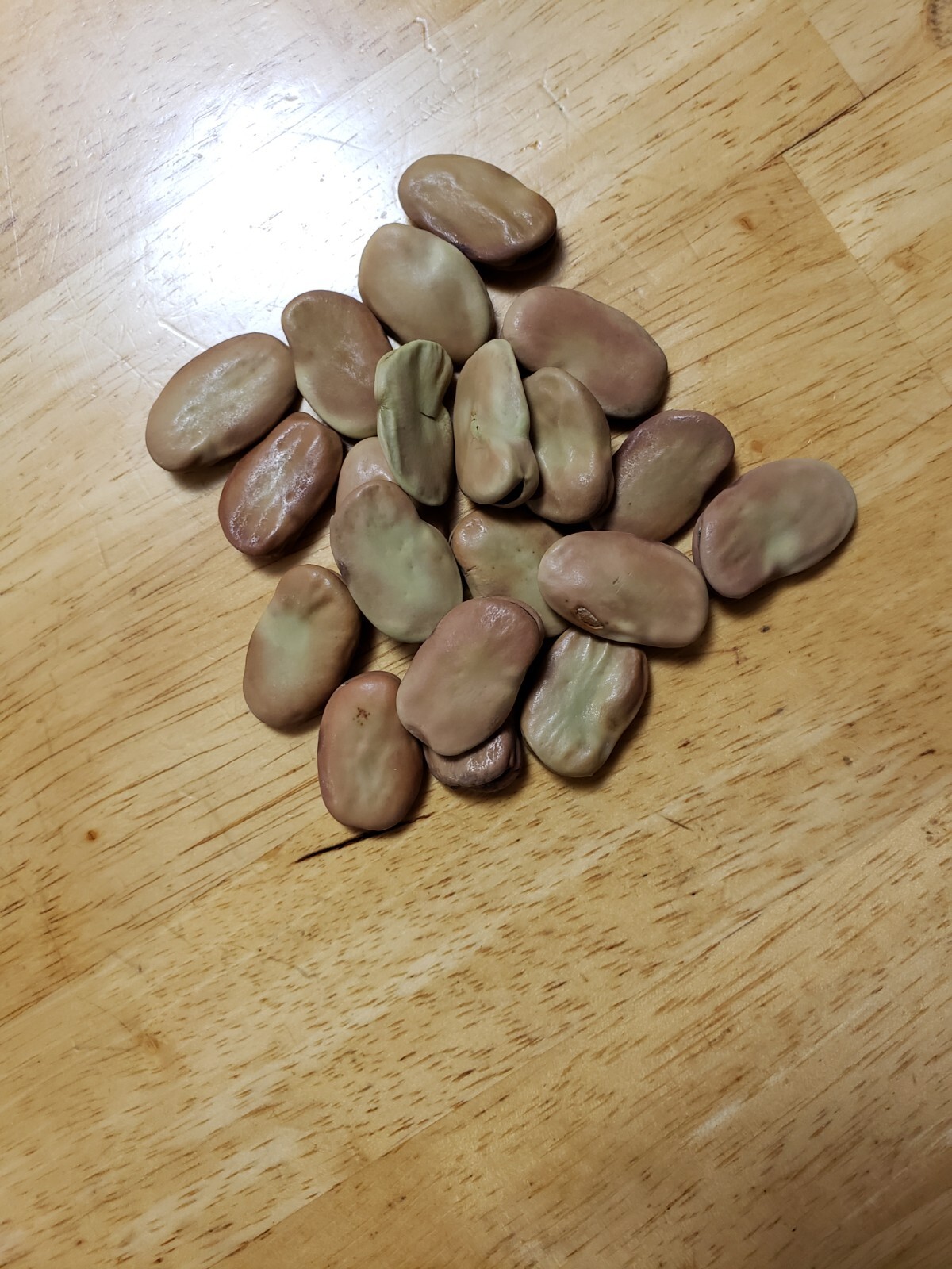 Fava Bean(Broad Beans) 20 Giant Seeds