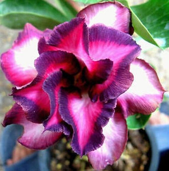 1 PC Desert Rose Seed, White Red B39, Violetcity Rosy B90, Rare Flower Seeds