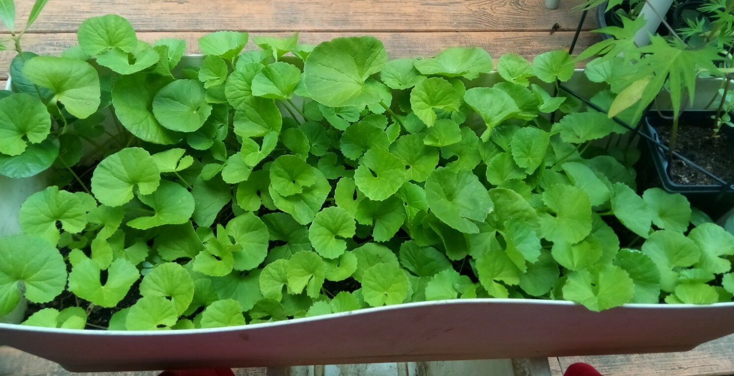 100+ Indian Pennywort (Centella Asiatica/Gotu Kola/Rau Ma )Seeds.US grown seeds.
