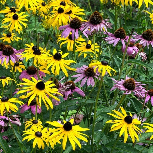 DYNAMIC DUO: ECHINACEA & BLACK EYED SUSAN Mix NA Native Non-GMO 250 Seeds!