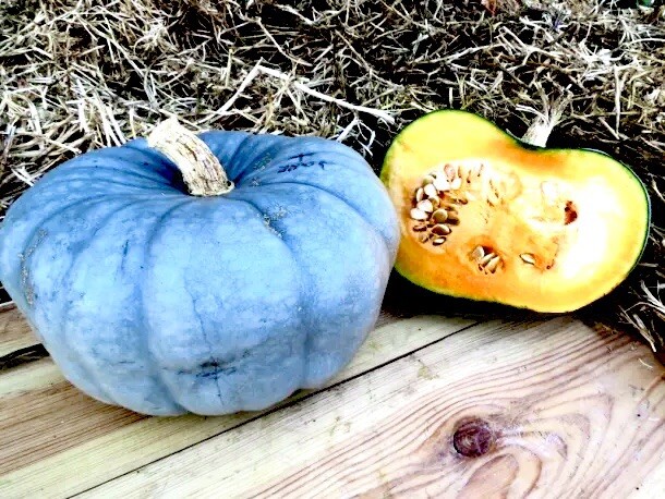 20 Blue Pumpkin Seeds | Jarradale Queensland Cinderella Doll|RARE|free Shipping!