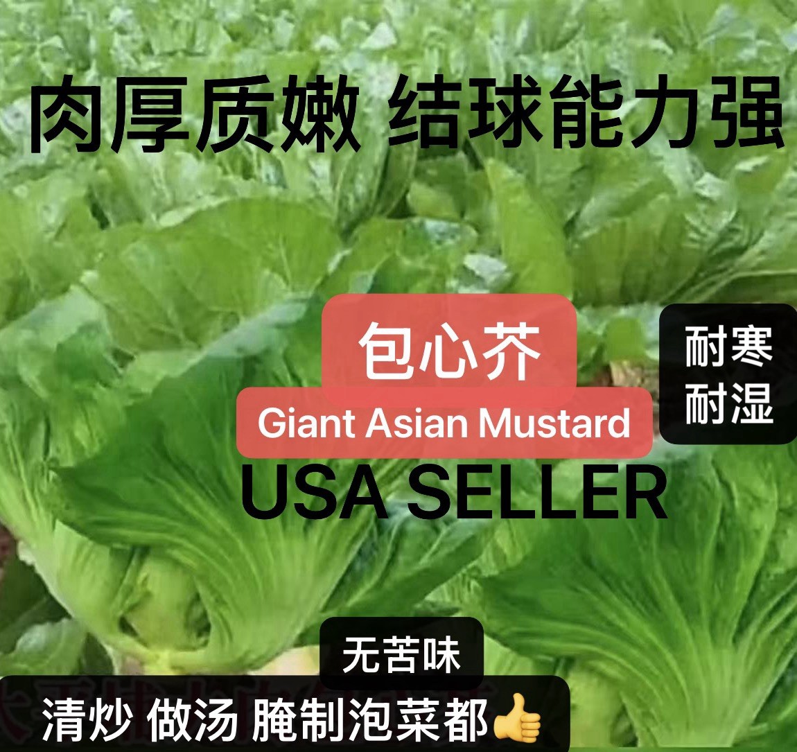500+Giant Asian Mustard/Shuidong Gai Choi/Green Vegetable Seeds. 500多粒包心芥大叶水东芥种子