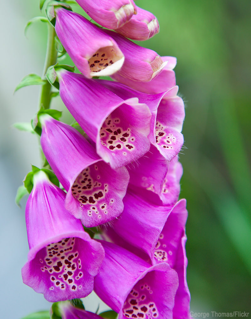 2501+FOXGLOVE MIX Seeds Wildflower Shade Garden Patio Container Cut Flowers Easy