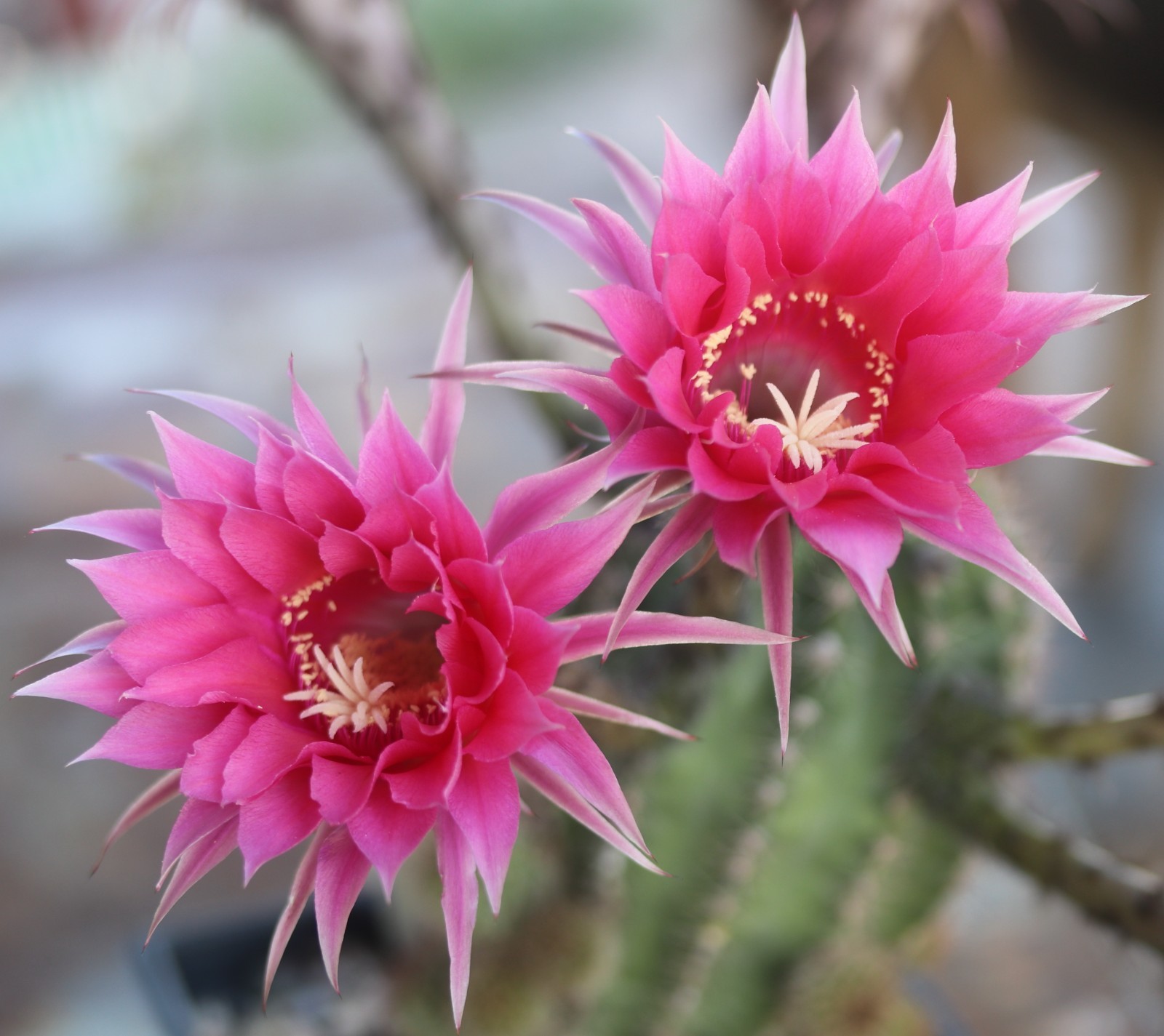 Echinopsis hybrid ‘Pink Glow’