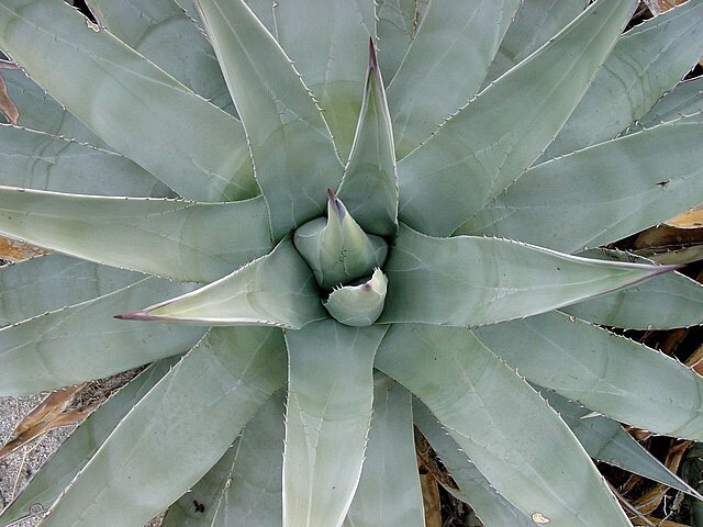 Agave deserti | Desert Agave | 10 Seeds