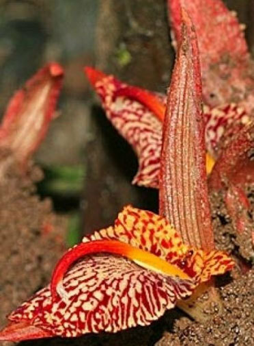 Zingiber rubens | Bengal Ginger | 10_Seeds