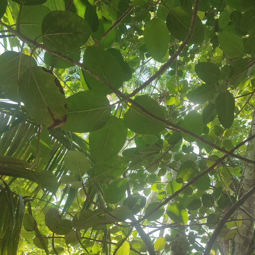 Ficus Benghalensis Tree Seeds, Banyan Fig Seeds, Bengal Fig, Bonsai, Indian