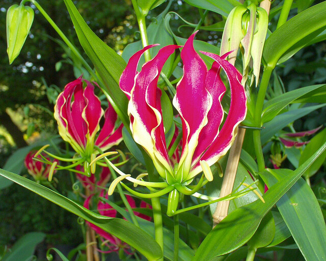 Gloriosa Rothschildiana Glory Vine 10 Seeds, Climbing Flame Lily