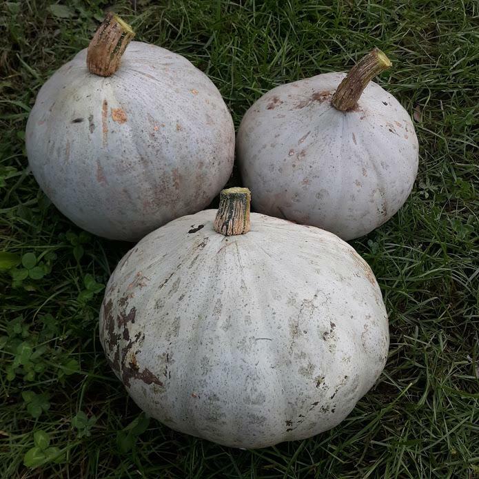Sweet Meat Winter Squash Seeds, NON-GMO, Pumpkin Pie, FREE SHIPPING