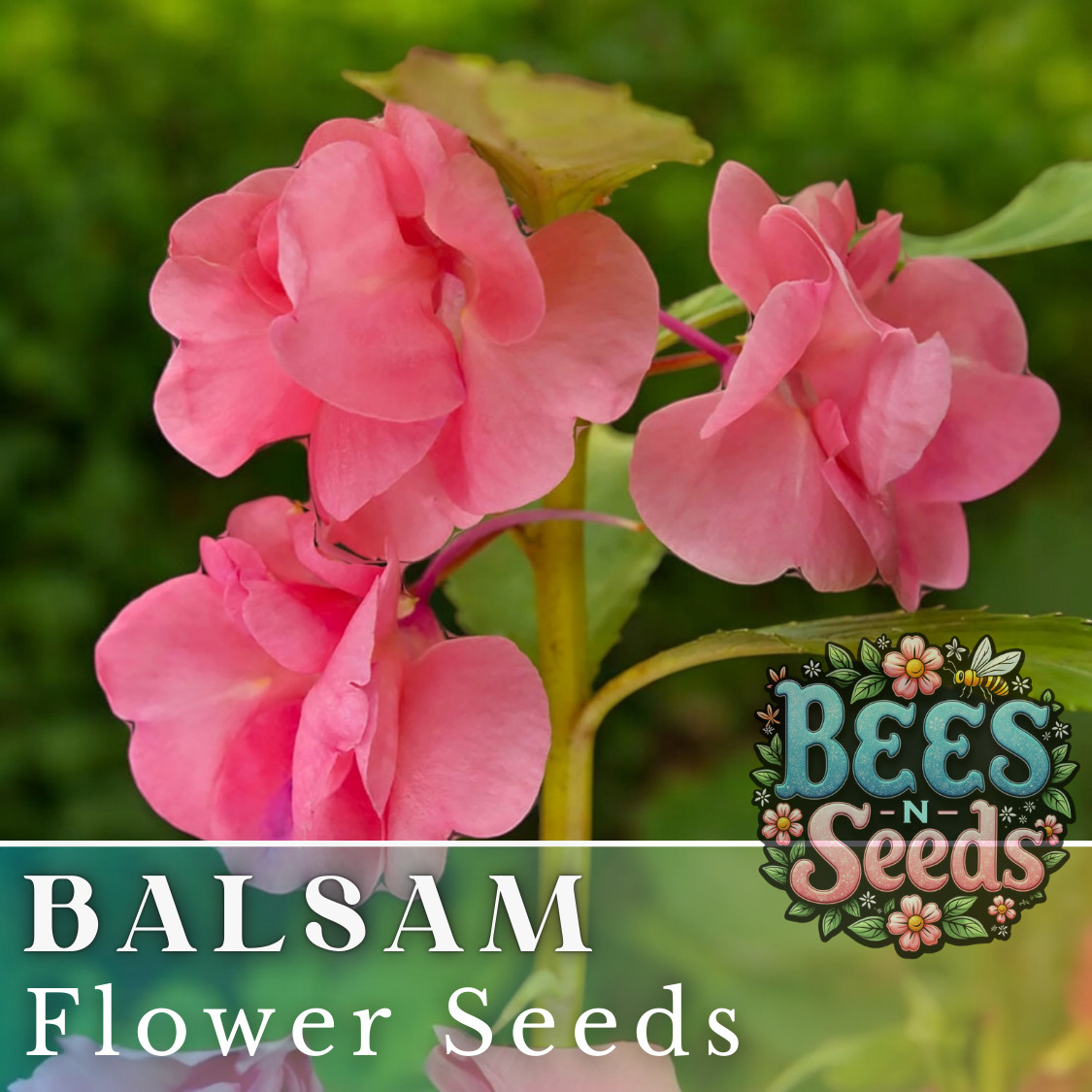 Balsam Seeds 75 Seeds Flower Seeds, Impatiens, Balsamina, Garden Patio Container