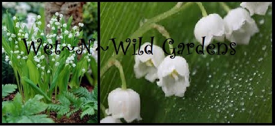 10 MINI Old Fashion Lily Of The Valley Convallaria majalis~Woodland Garden