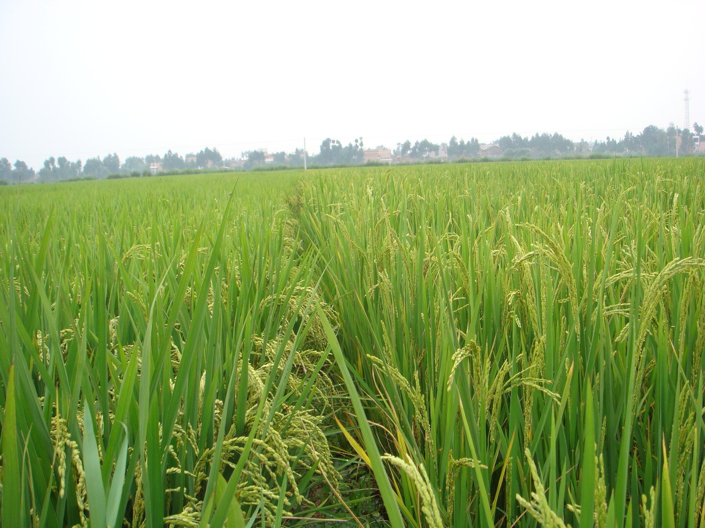 Wild Rice Seeds for Planting Waterfowl Food Plot Cover Crop Prevent Soil Erosion