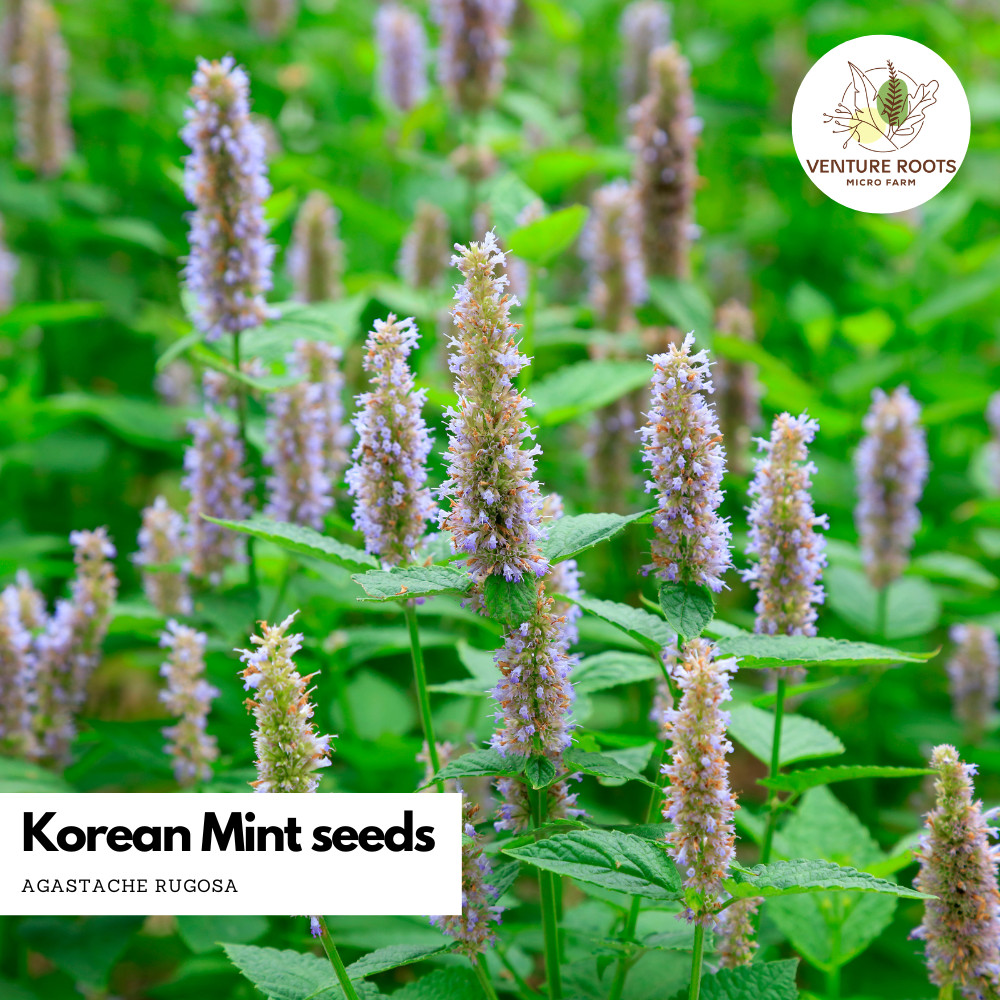 Korean Mint Seeds – Agastache rugosa | Fragrant Tea Herb, Pollinator Friendly