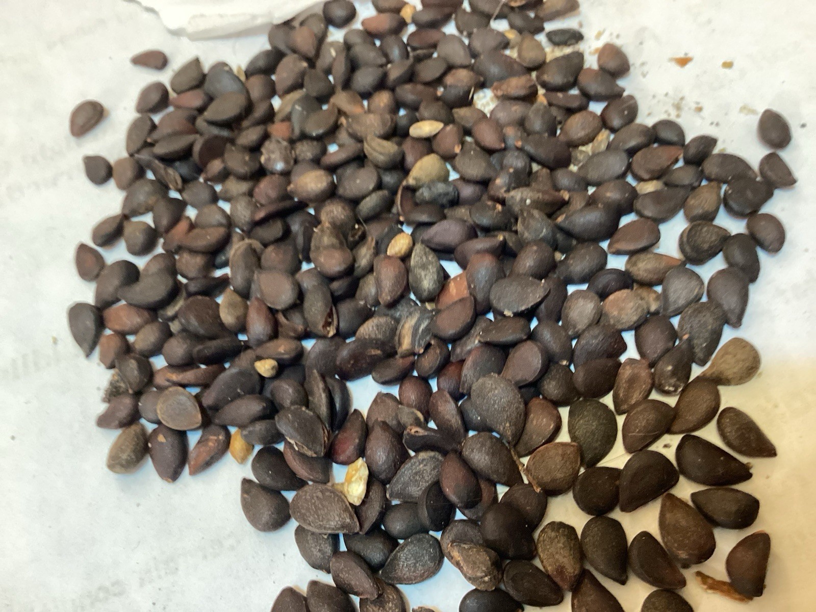 Callery Pear Tree Seeds (PYRUS CALLERYANA)
