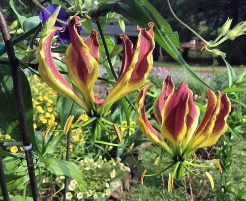 Gloriosa carsonii | Climbing or Creeping Lily | 10 Seeds