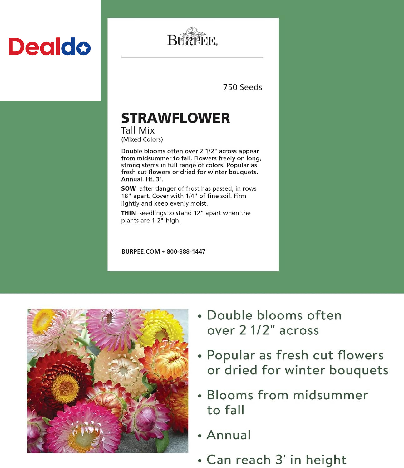 Tall Mixed Colors Strawflower Seeds 750 Seeds