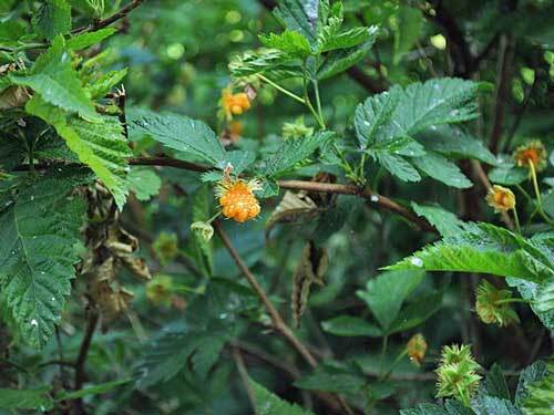 Rubus spectabilis | Salmonberry | 10 Seeds