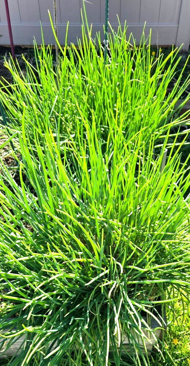 20 Chive Plants/Bulbs – Perennial Non-GMO Green Onions, Mosquito Repellent