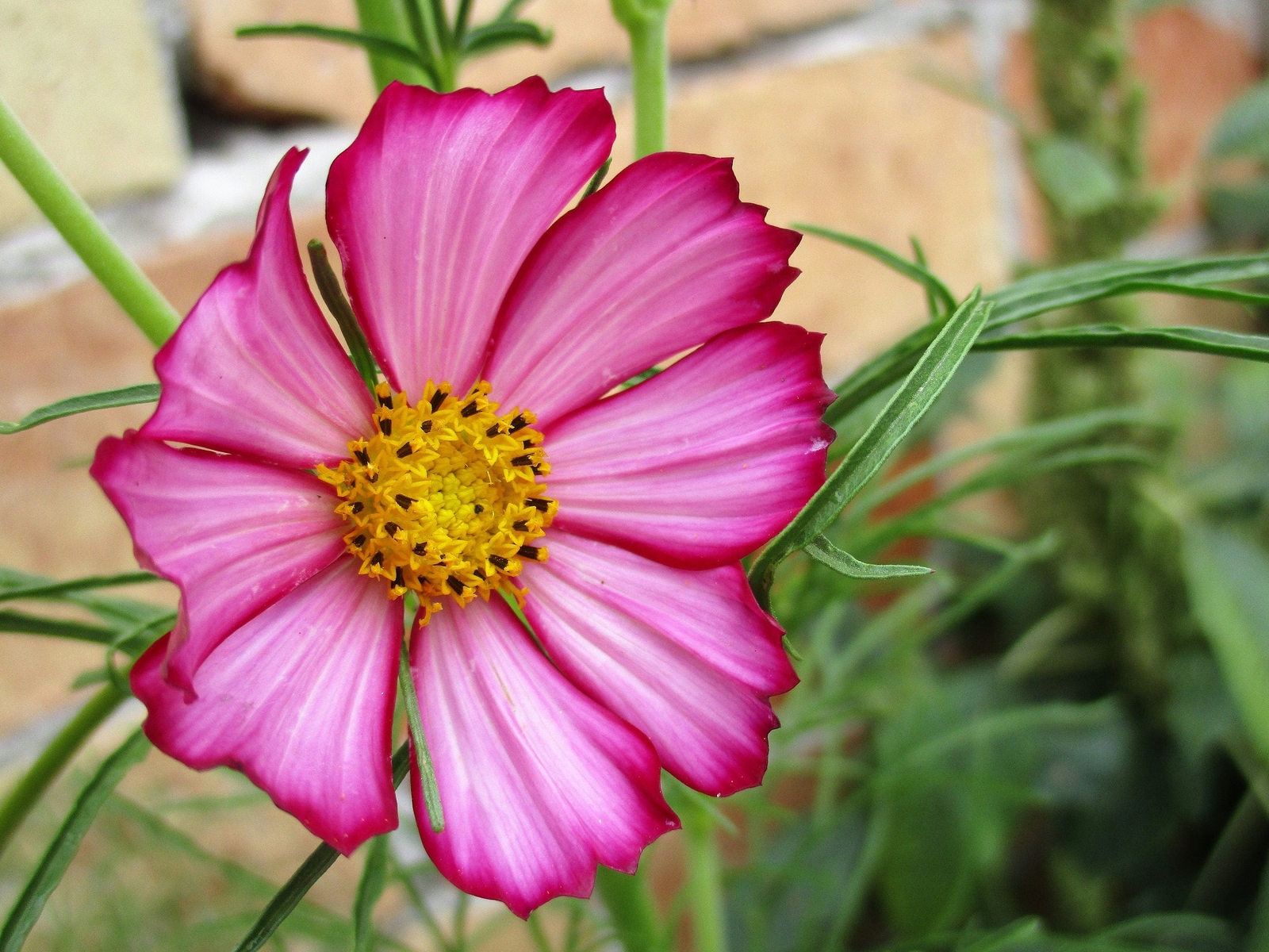 300 PICOTEE COSMOS Bipinnatus 2-Tone White Pink Magenta Fast Grow Flower Seeds