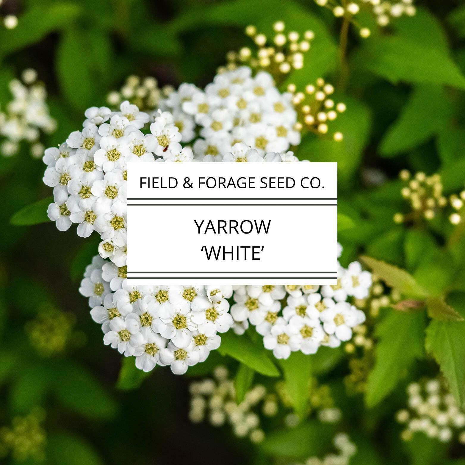 Yarrow ‘White’ | Achillea millefolium | Heirloom | Non-GMO | 100 Seeds