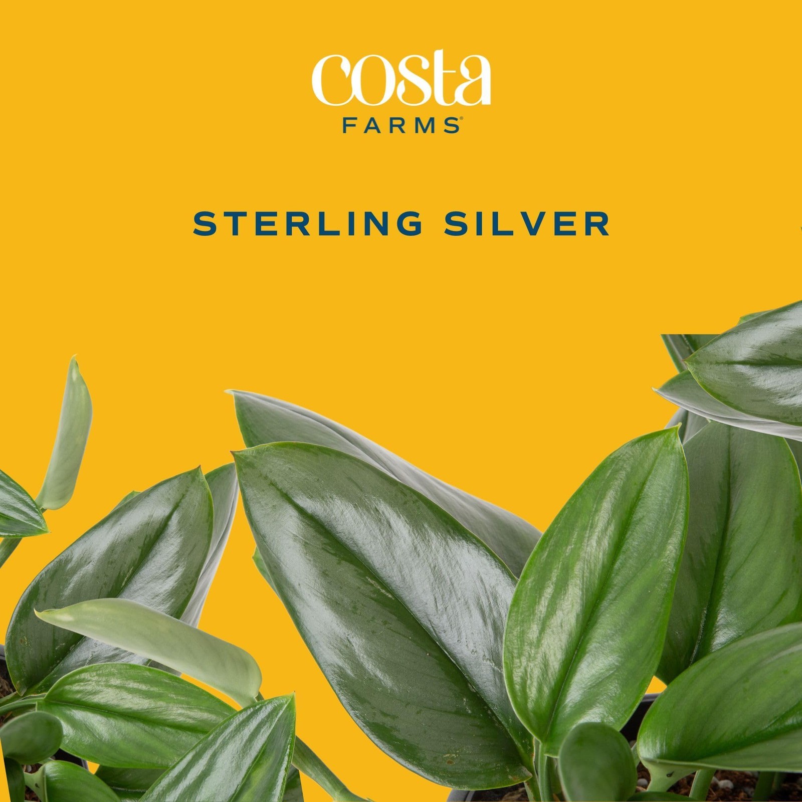 Sterling Silver Scindapsus Plant in SelfWatering Pot Indoor Decor Gift
