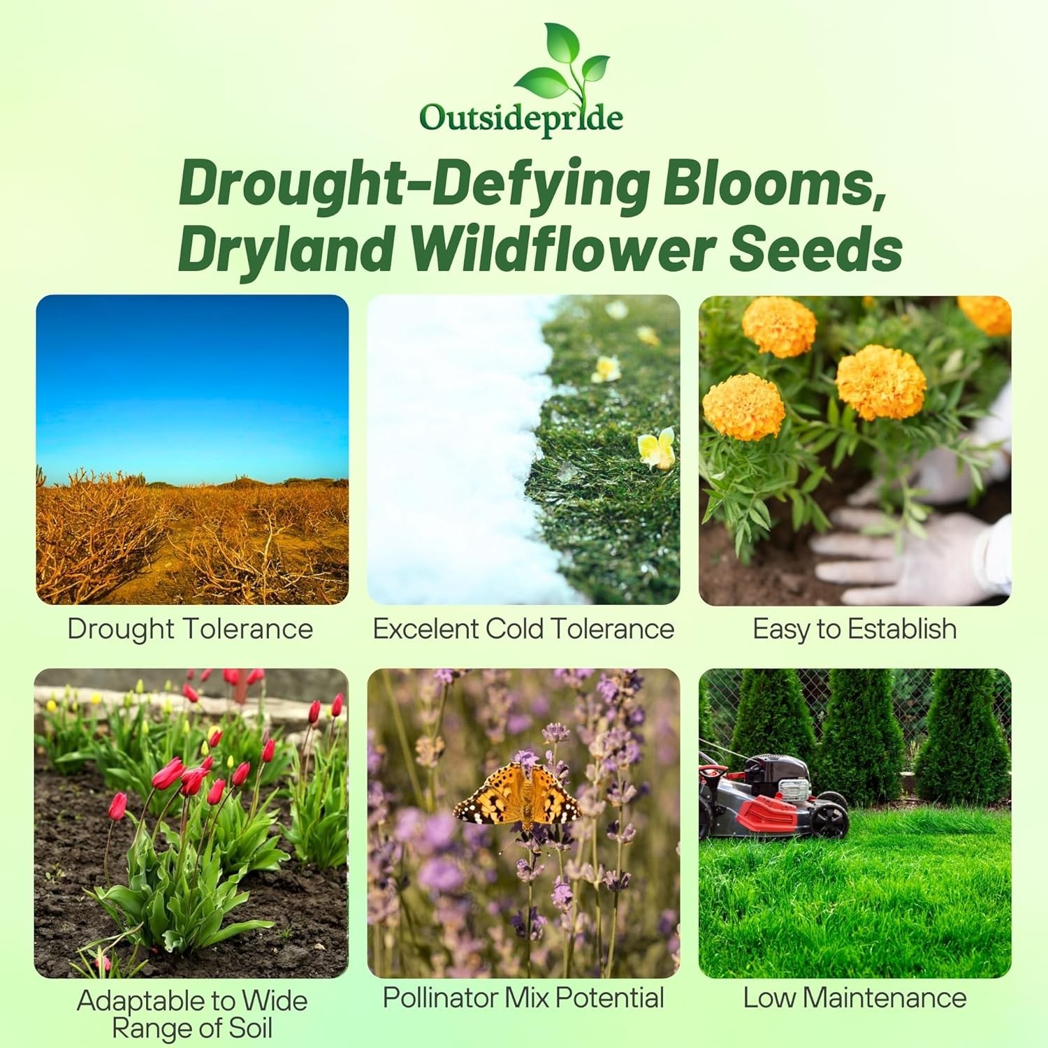 Outsidepride Dryland Wildflower Seed Mix – 1/4 lb. Colorful Blend of Drought Tol