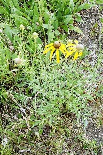 Ratibida pinnata | Grayheaded Coneflower | Pinnate Prairie Coneflower | 10 Seeds
