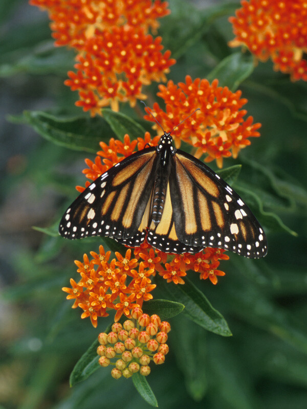 50+ Butterfly Weed Seed, Asclepias Tuberosa, FOR BUTTERFLIES AND HUMMINGBIRDS