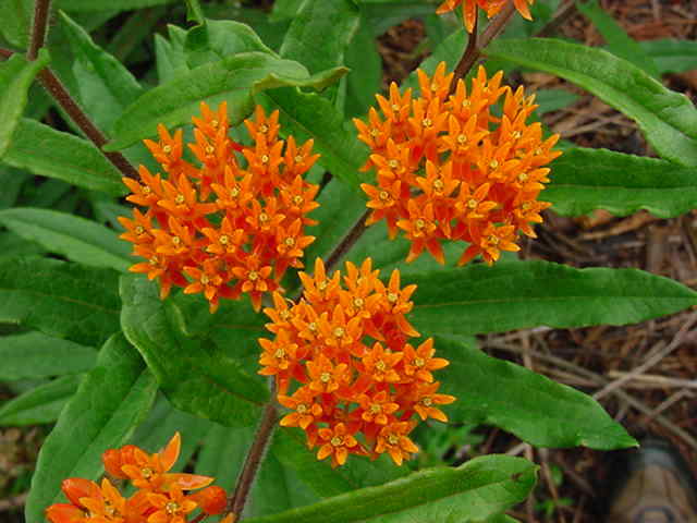 50+ Butterfly Weed Seed, Asclepias Tuberosa, FOR BUTTERFLIES AND HUMMINGBIRDS