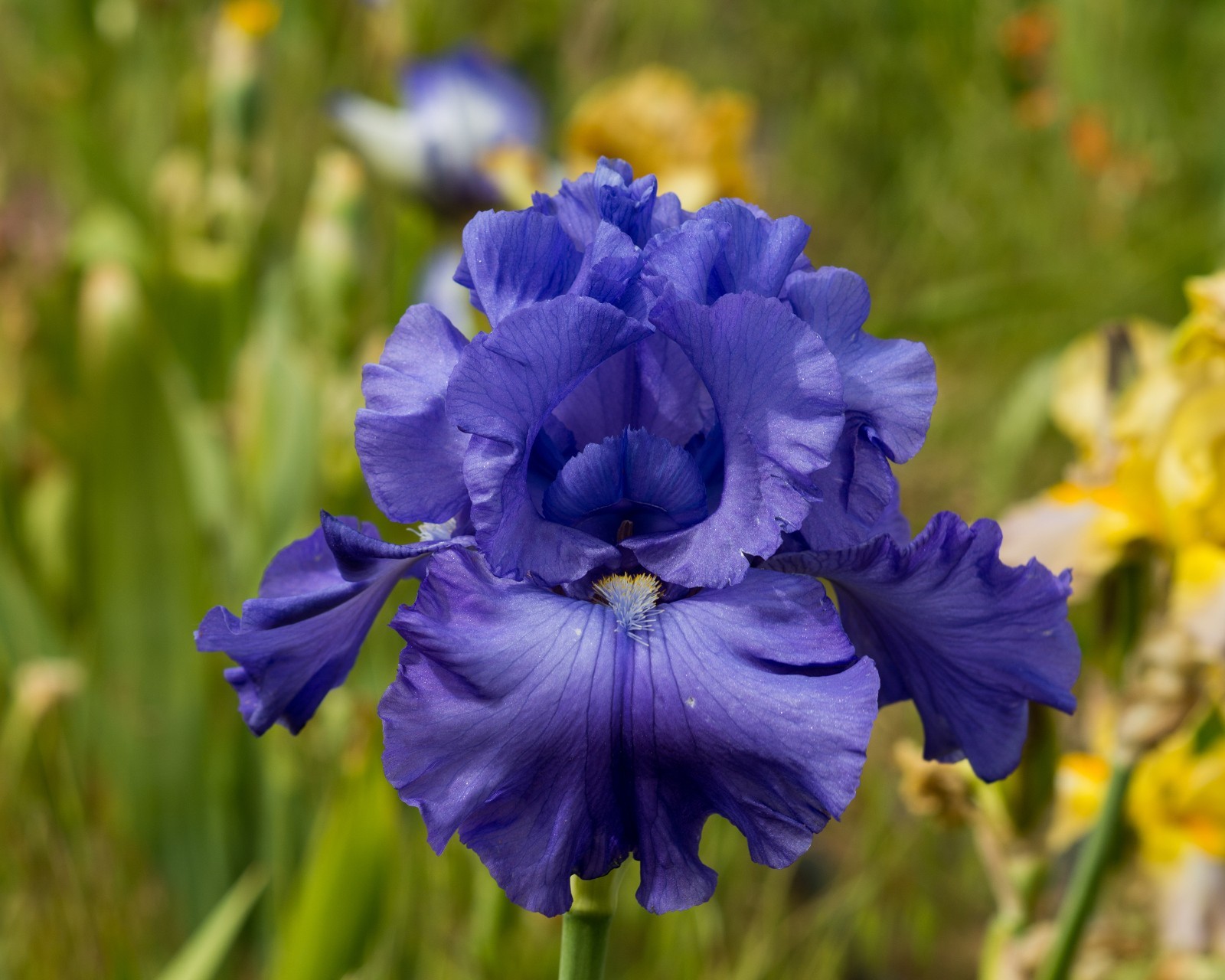 **SEA POWER* Tall Bearded Iris. Pre-Order, Fresh Dig, Combined Ship: Jul – Sep