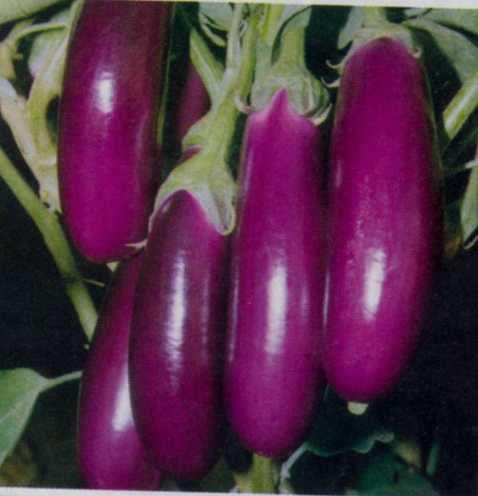 Eggplant Seed: Long Purple Eggplant Italian Fresh Seed
