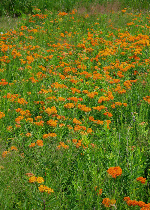 50+ Butterfly Weed Seed, Asclepias Tuberosa, FOR BUTTERFLIES AND HUMMINGBIRDS
