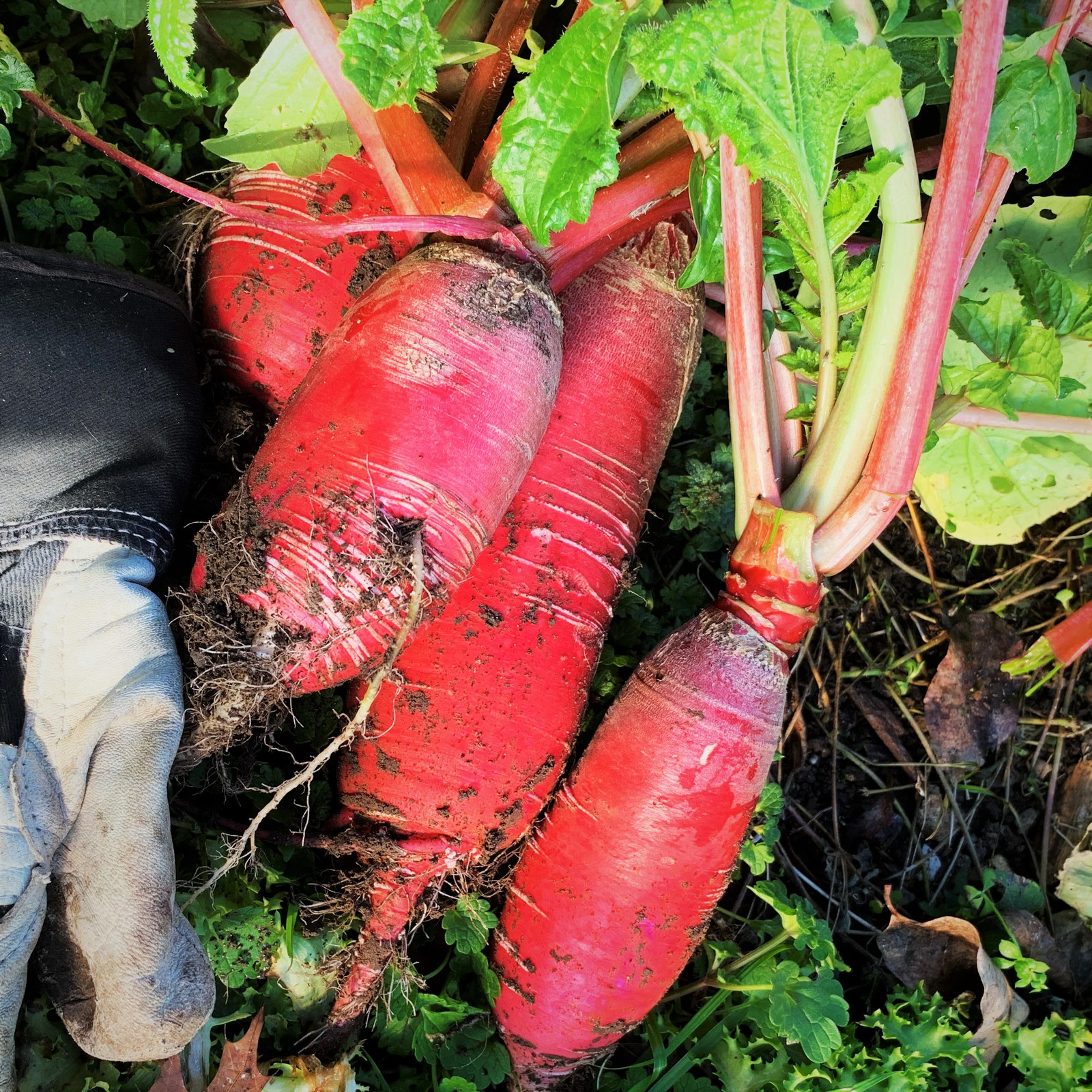 China Rose Radish Seeds | Pink Red White Radishes Garden Vegetable Seed 2024