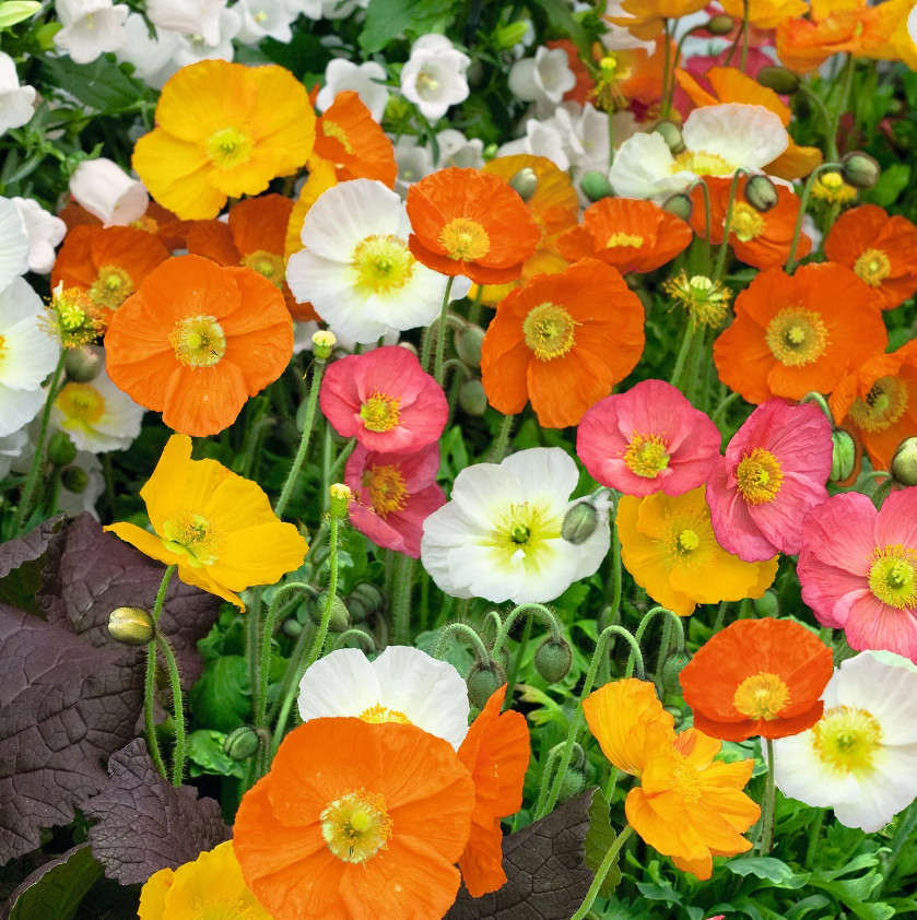 Poppy ICELAND MIX Tender Perennial Blooms Spring Summer Non-GMO 2000 Seeds!
