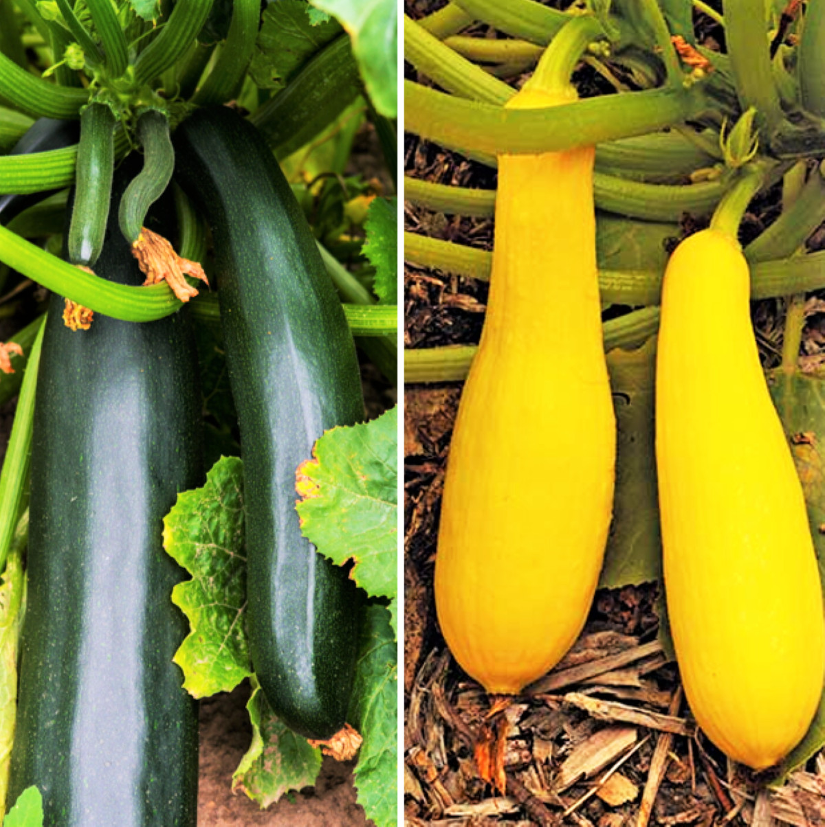Zucchini & Yellow Summer Squash Mix Seeds | Combination Pack Bundle Variety 2024
