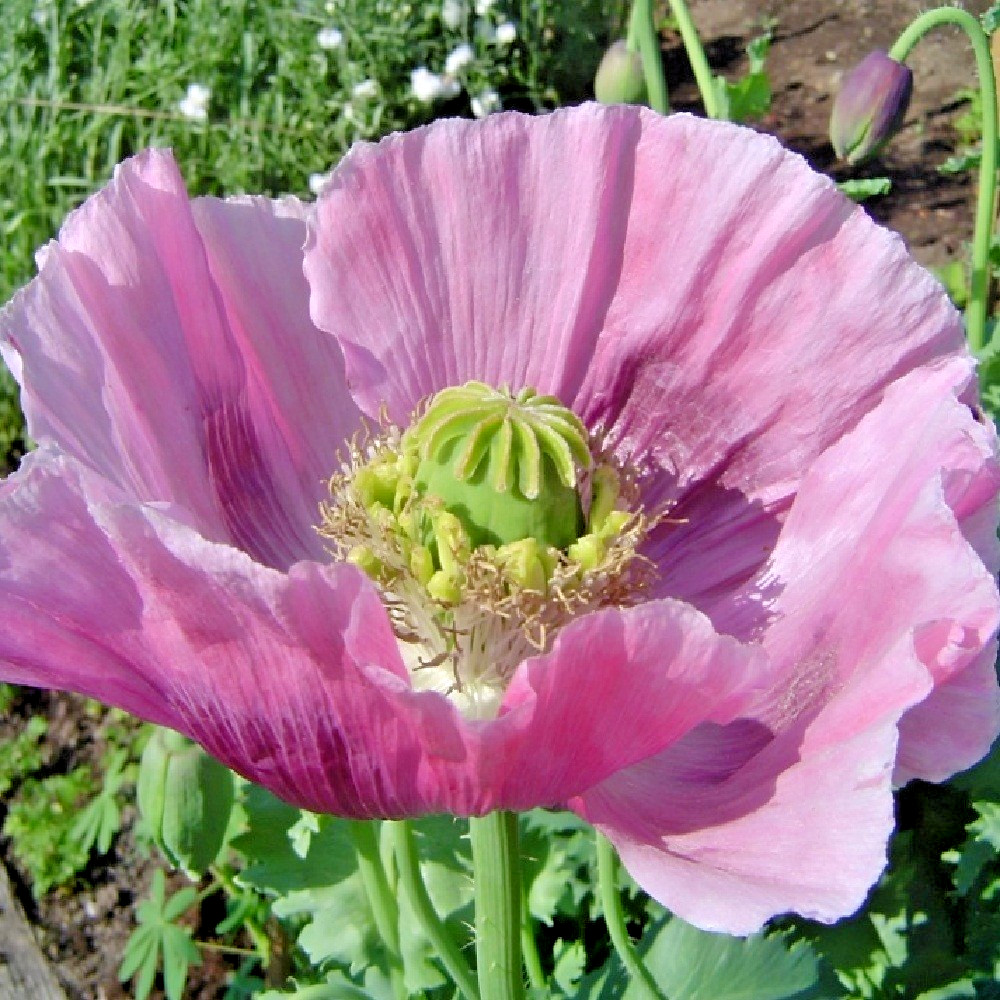 2,500 Organic Hens and Chicks Papaever Somniferum Poppy Seeds For Planting