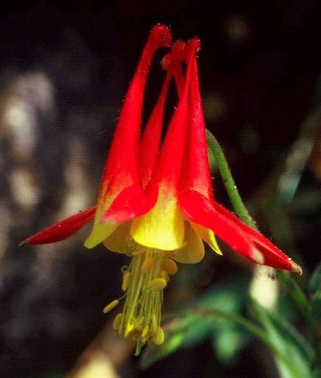 WESTERN RED COLUMBINE, 201 SEEDS, AQUILEGIA FORMOSA, SITKA COLUMBINE USA, NO GMO