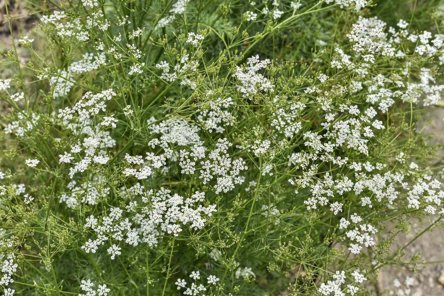 300 CUMIN HERB SEEDS NON – GMO FRESH FOR GARDENS