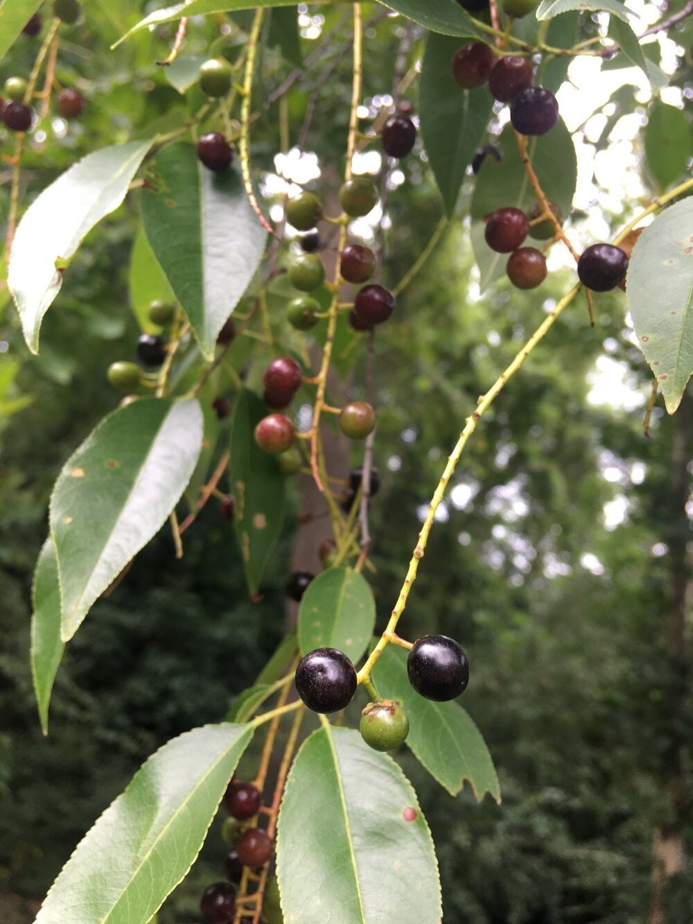 Wild Black Cherry Tree (Prunus serotina Wild Rum Cherry) 4′ Pot 12′-18′ Height