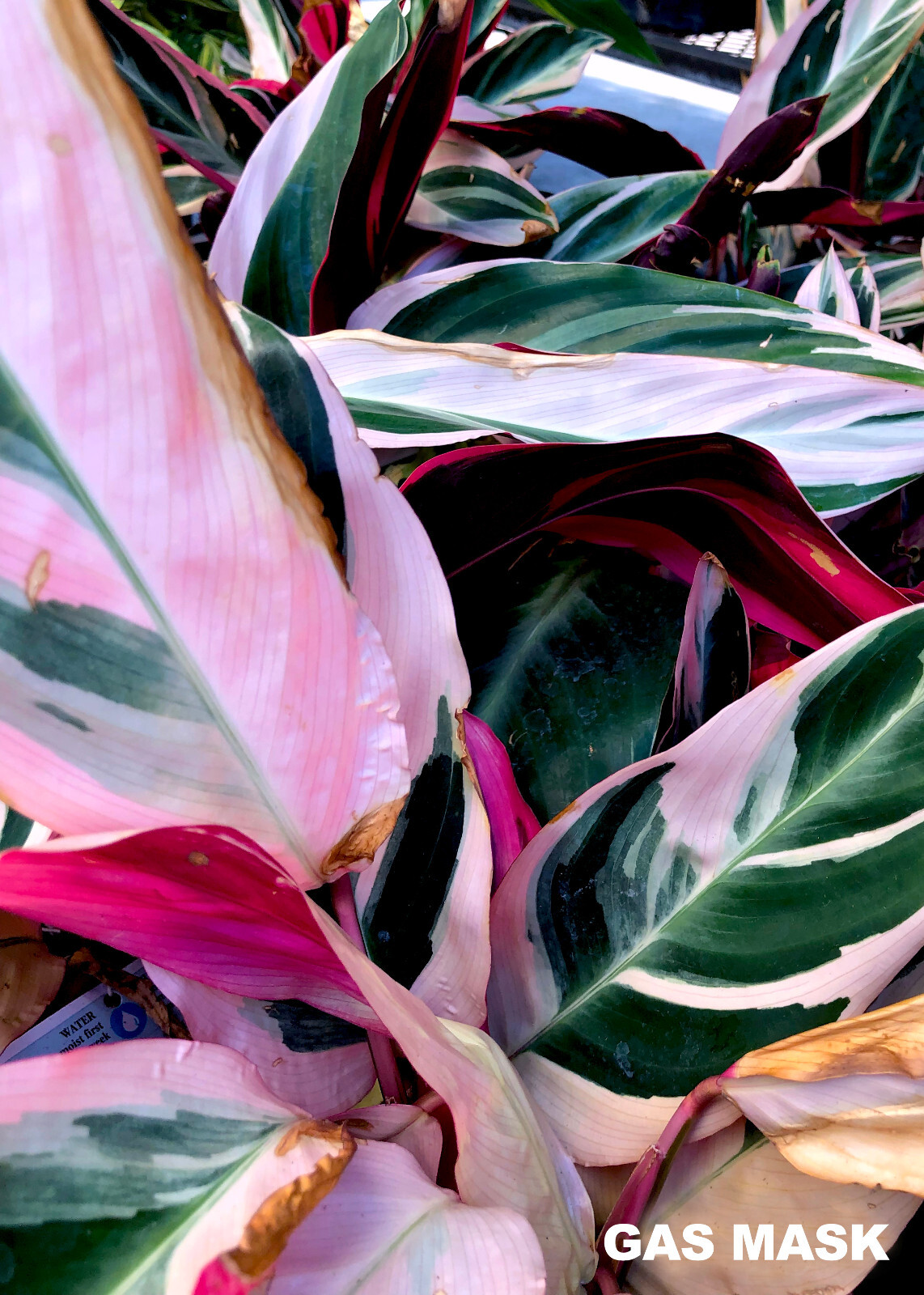 Stromanthe Tricolor Ginger Rhizome, Live Plant, Pink, White & Lush Green Leaves