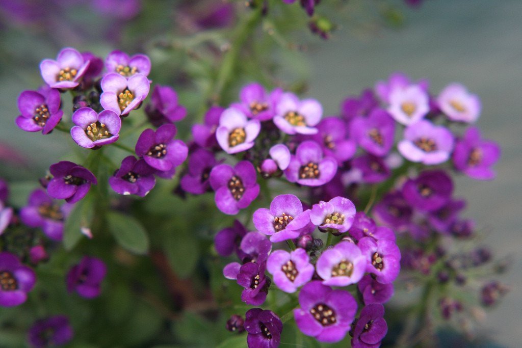 1001+ROYAL CARPET SWEET ALYSSUM Flower Seeds Drought Heat Groundcover Baskets