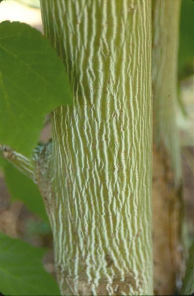 Manchurian Striped Maple, (Snake Bark), Acer tegmentosum, Tree Seeds