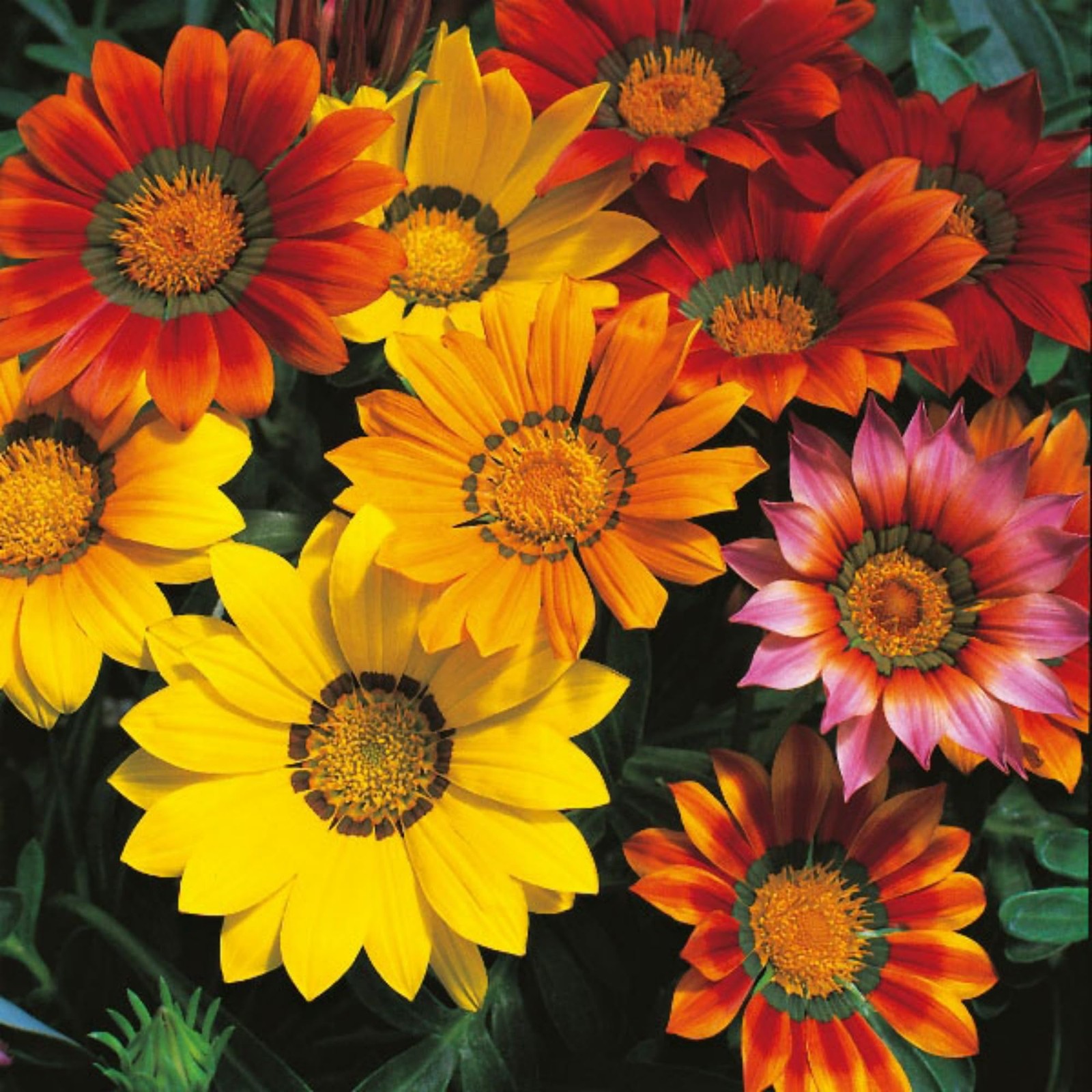 350+ Mix Gazania Seeds for Planting Heat & Drought Tolerant Garden