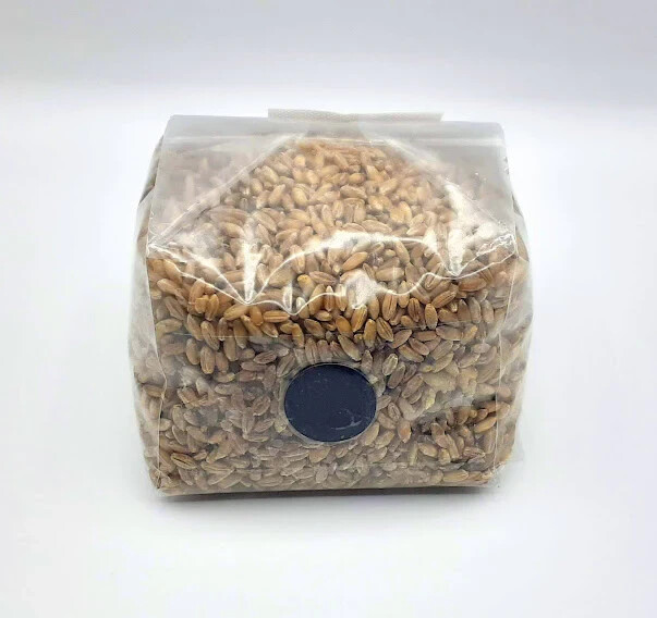 Sterilized Rye Berry Mushroom Grow Bag Substrate – Self Healing Injection Port