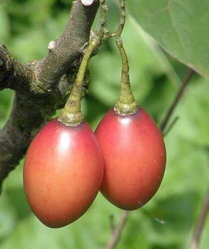 Solanum betaceum | Tree Tomato | 20 Seeds