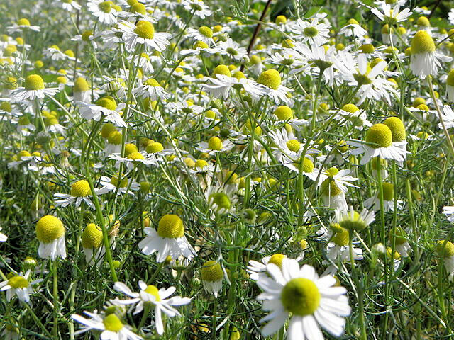GERMAN CHAMOMILE 100 SEEDS, HERB, SLEEP, CALMING, HEALING, MATRICARIA RECUTITA