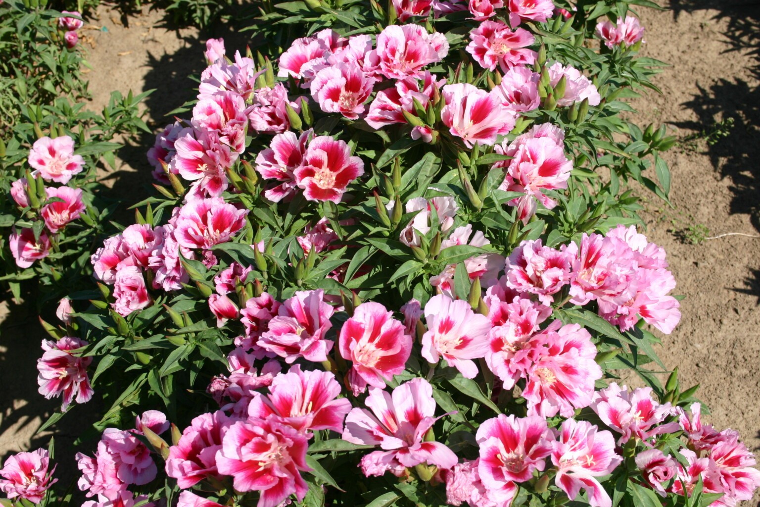 Godetia Pink to Red, Clarkia. 1000 Seeds Free Shipping!