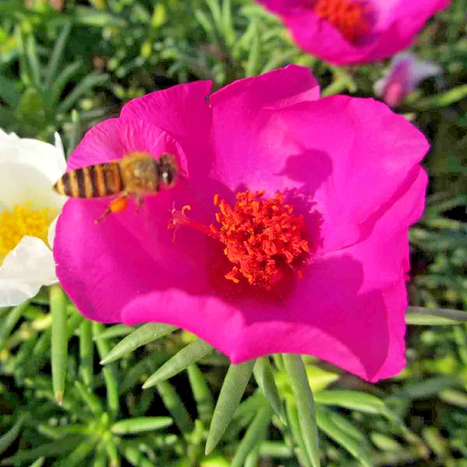 3000+ MOSS ROSE GRANDIFLORA SEEDS SPRING MIX FLOWERS GROUNDCOVER BUTTERFLIES USA