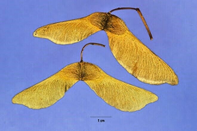 15 SCHWEDLERS NORWAY MAPLE SEEDS – Acer platanoides ‘Schwedleri’ ‘